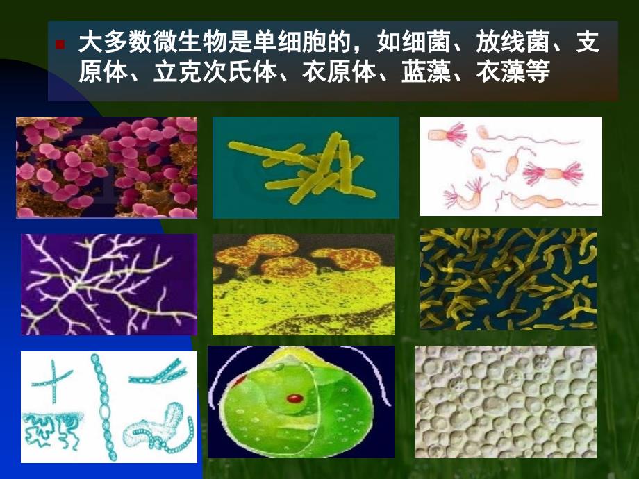 生物圈中的微生物 (2)_第5页