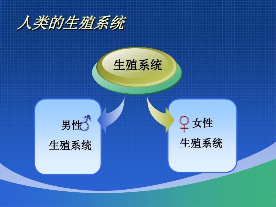 生物人的生殖与发育课14王朴中学谢文华_第5页