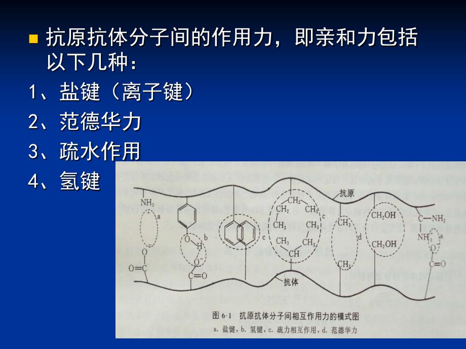 抗原与抗体的相互作用及免疫学检测_第4页