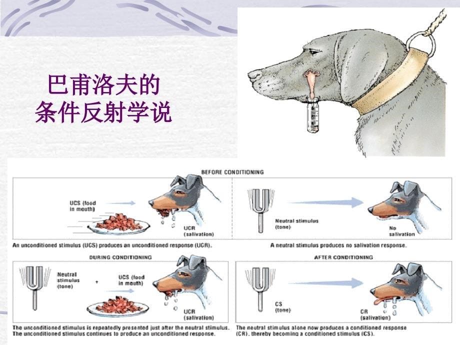 八心理问题的调适方法行为疗法_第5页