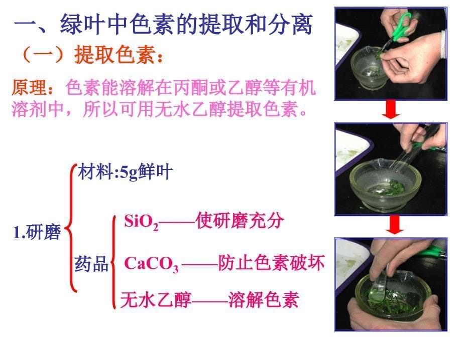 光合作用第一课时_第5页