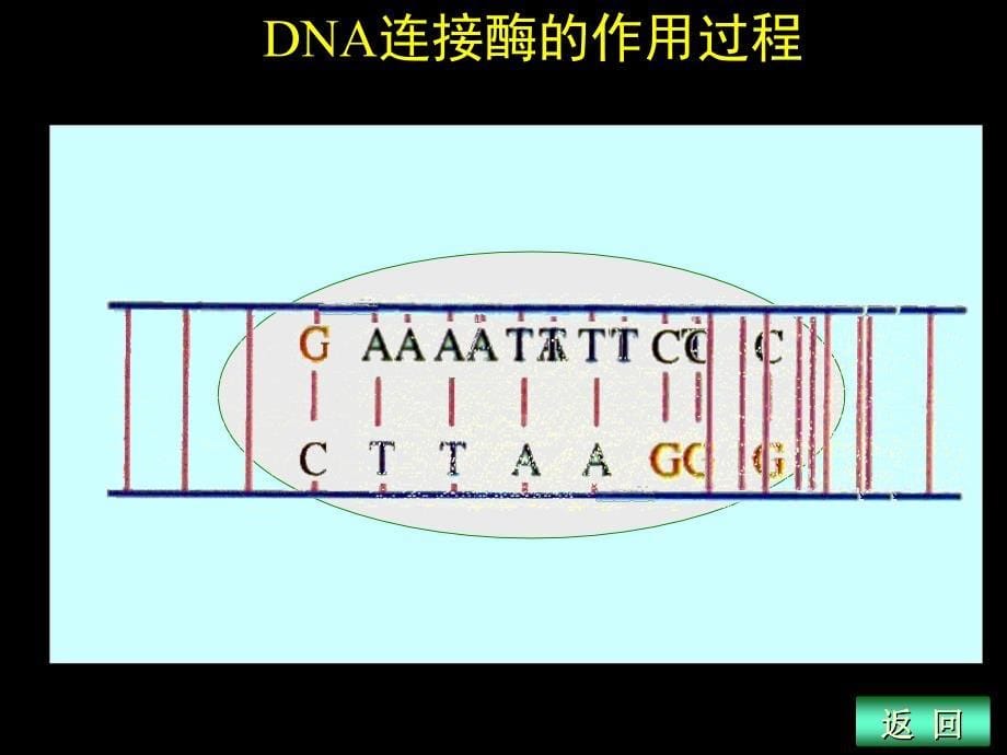 质粒是基因工程中最常用的运载体新人教_第5页