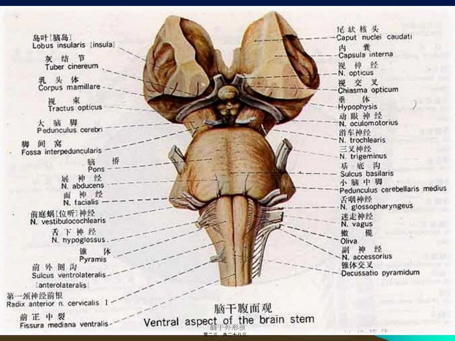脑干外形核课件_第2页