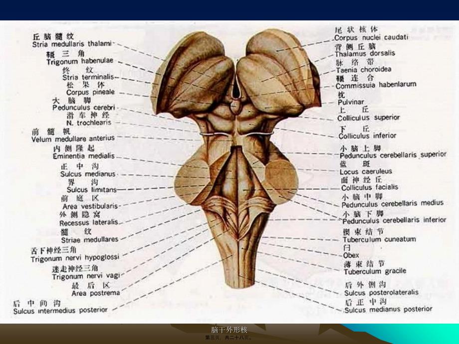 脑干外形核课件_第3页