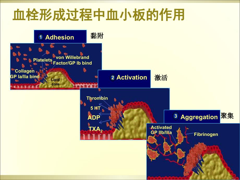 抗血小板治疗与消化道出血对策_第2页