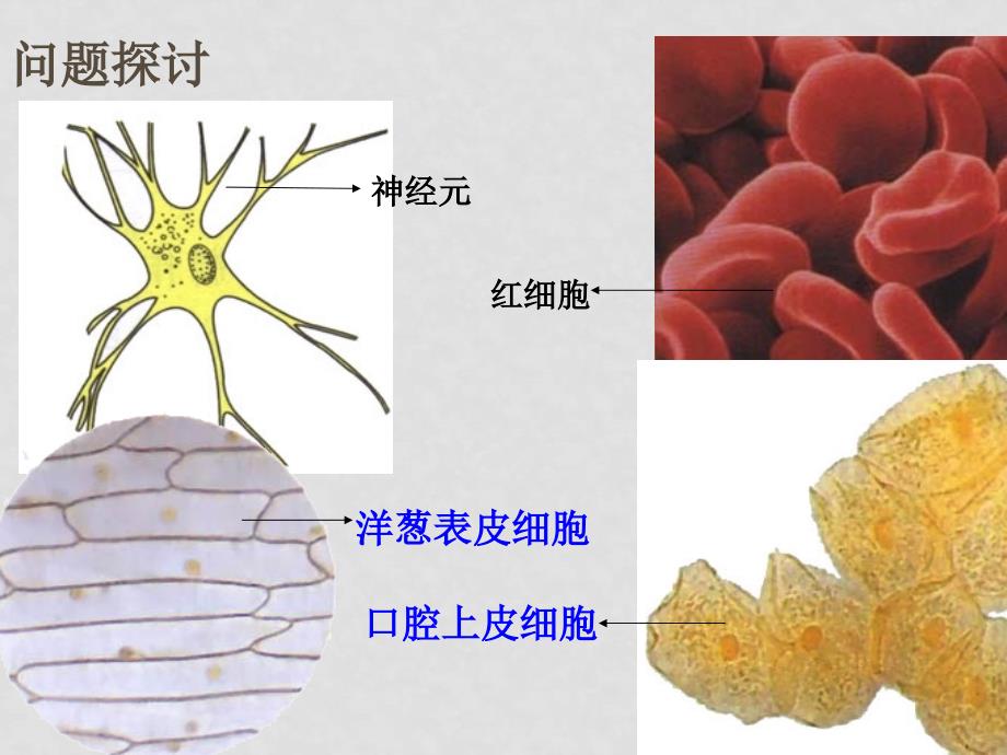 高一生物 细胞的多样性和统一性课件必修1_第2页