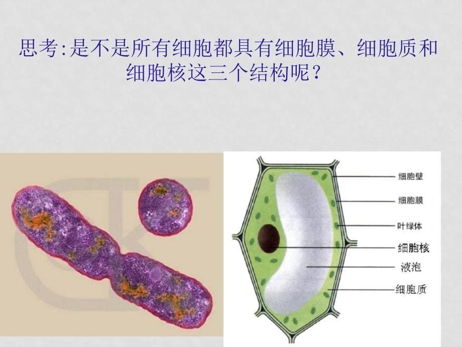 高一生物 细胞的多样性和统一性课件必修1_第5页