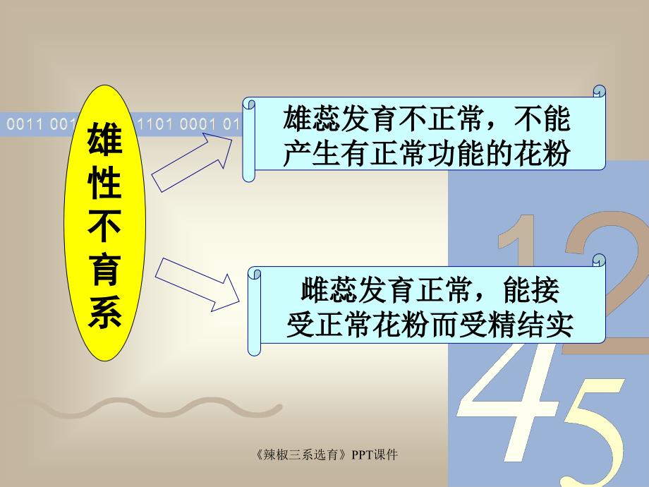 辣椒三系选育课件_第2页