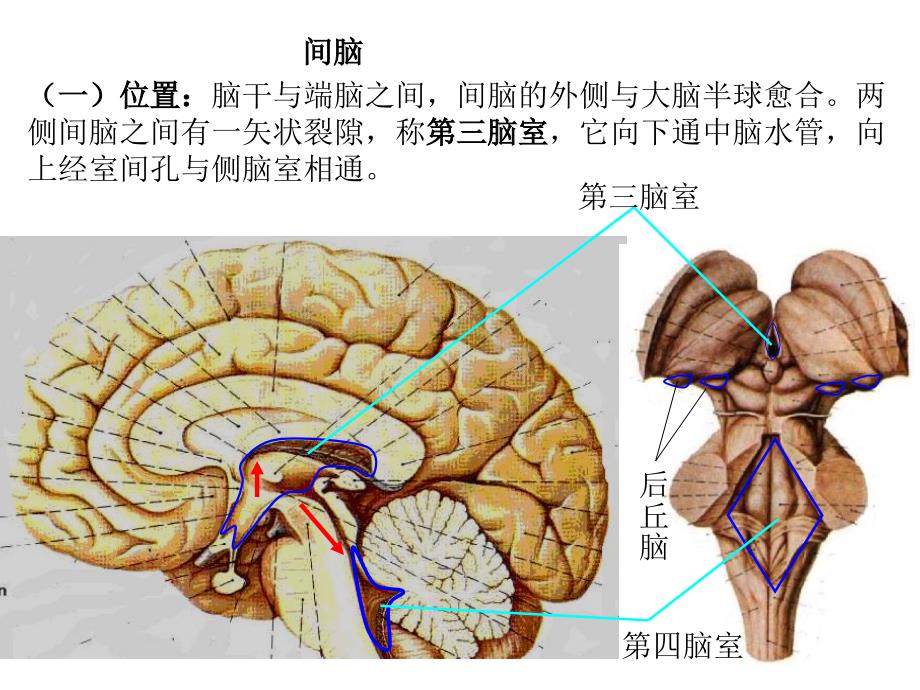 《间脑端脑》PPT课件_第2页