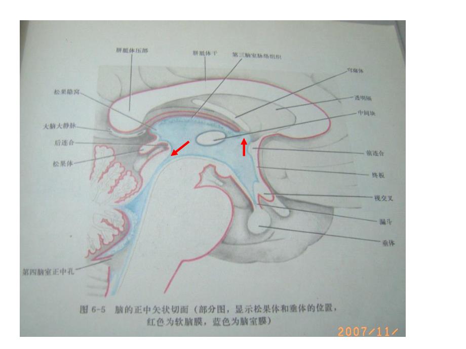 《间脑端脑》PPT课件_第3页