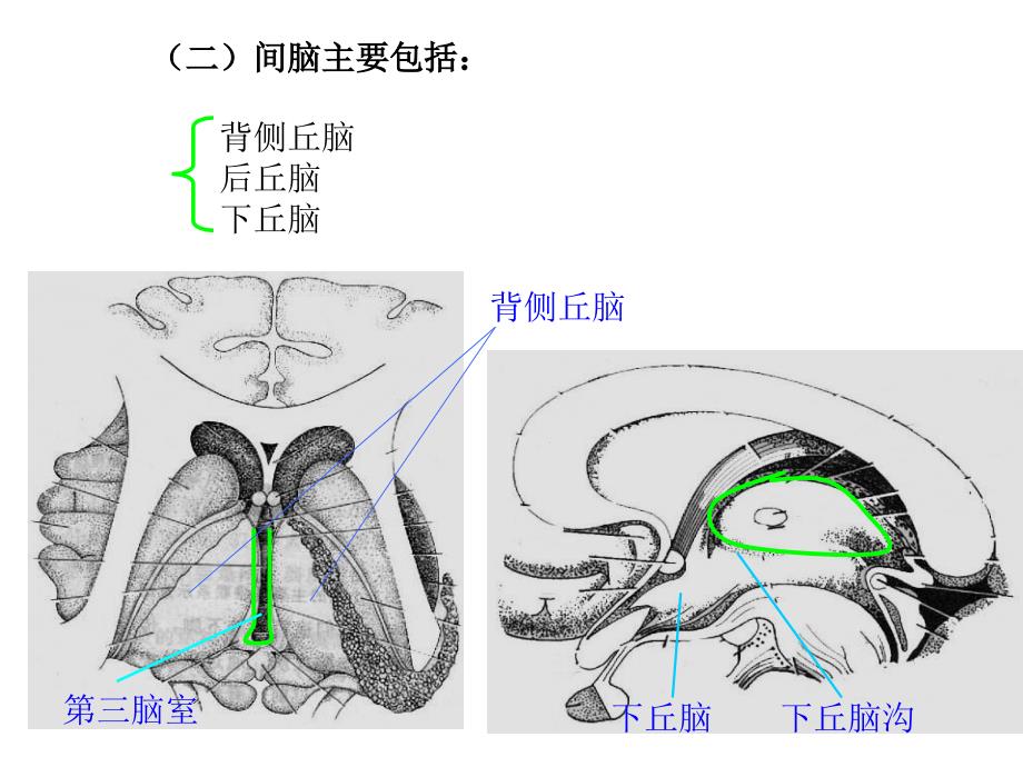 《间脑端脑》PPT课件_第4页