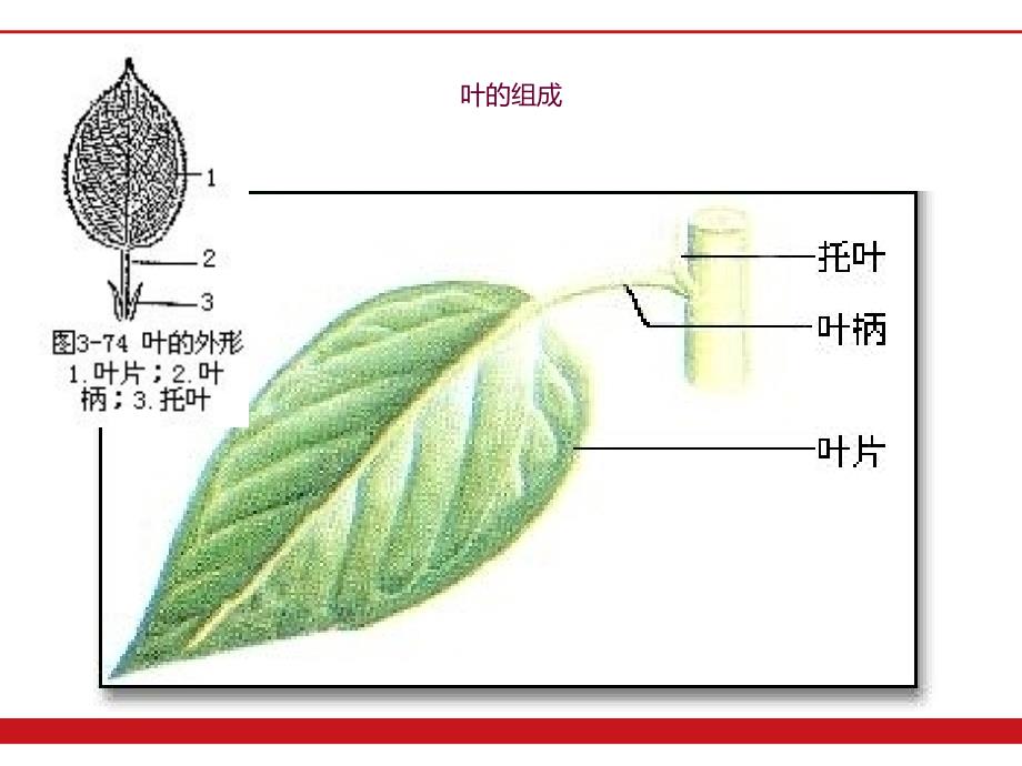 景观植物学基础课件_第4页