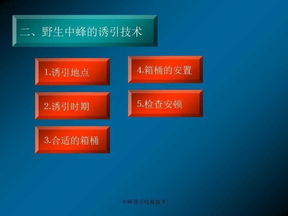 中蜂诱引收捕技术课件_第5页