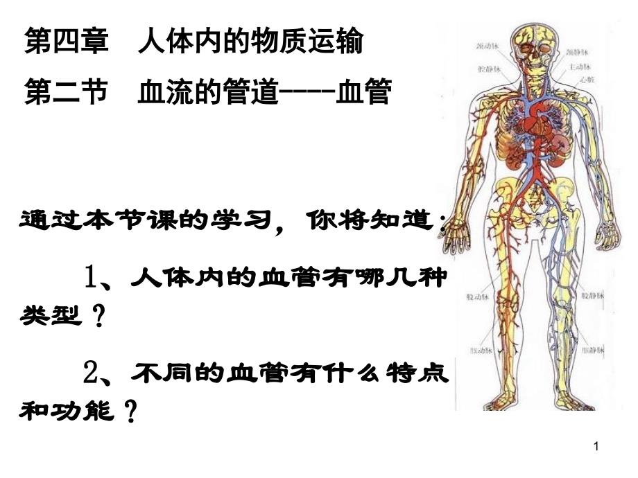 血流的管道血管_第1页