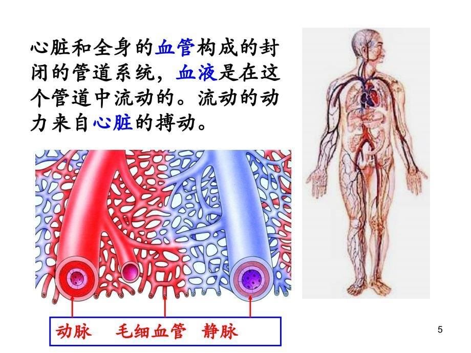 血流的管道血管_第5页