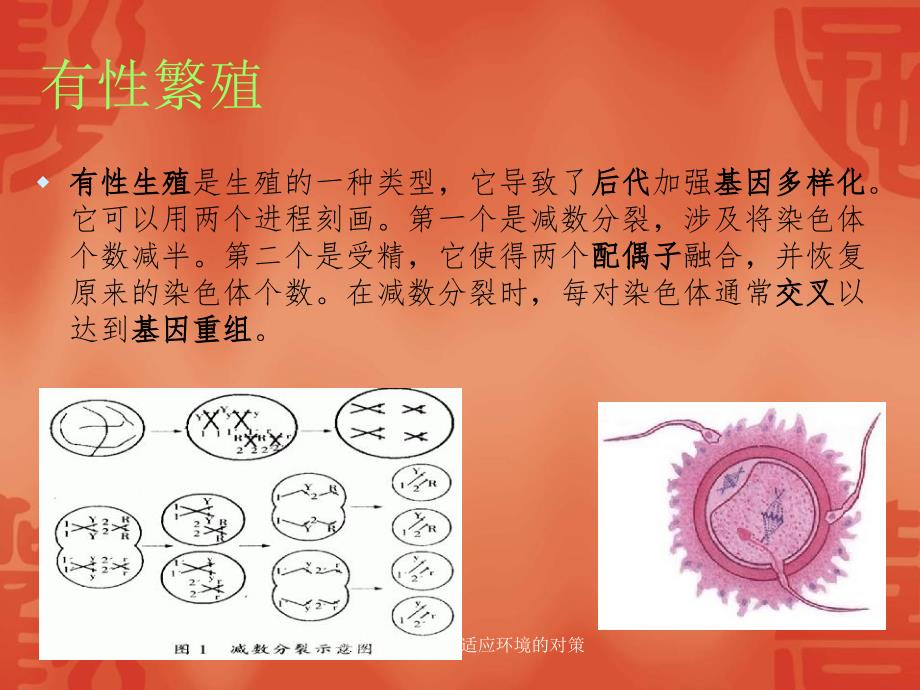 动物繁殖方式与适应环境的对策课件_第3页