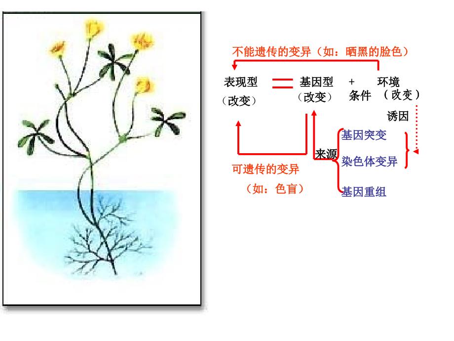 51基因突变和基因重组PPT课件_第2页