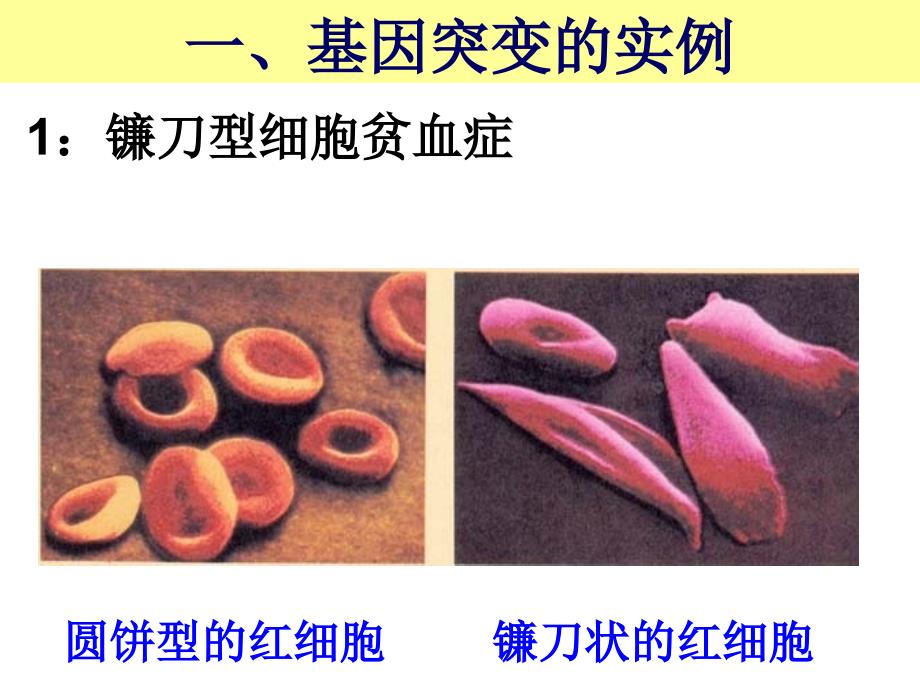 51基因突变和基因重组PPT课件_第4页