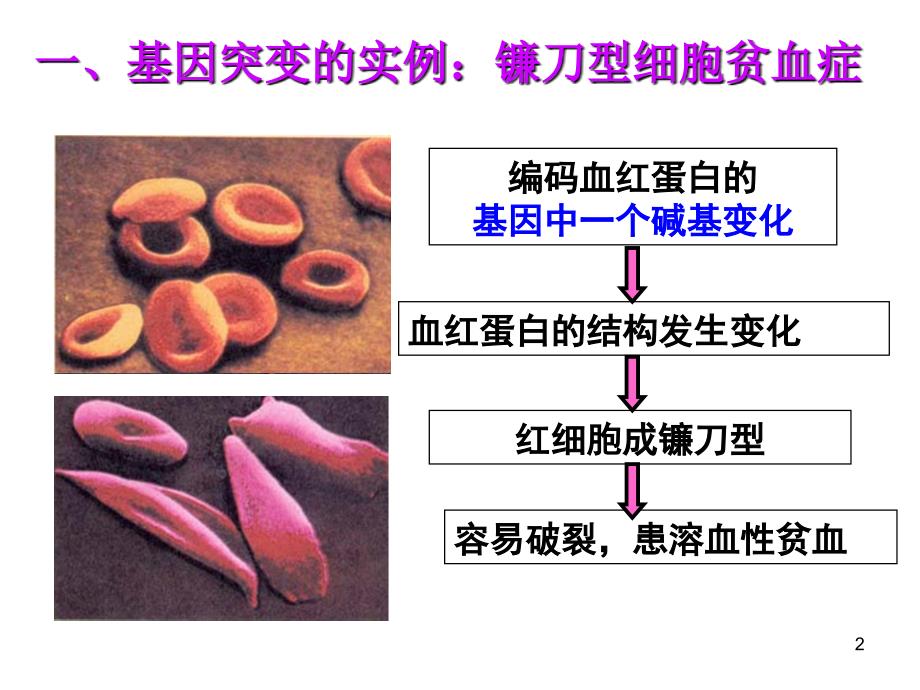 生物5.1基因突变和基因重组_第2页