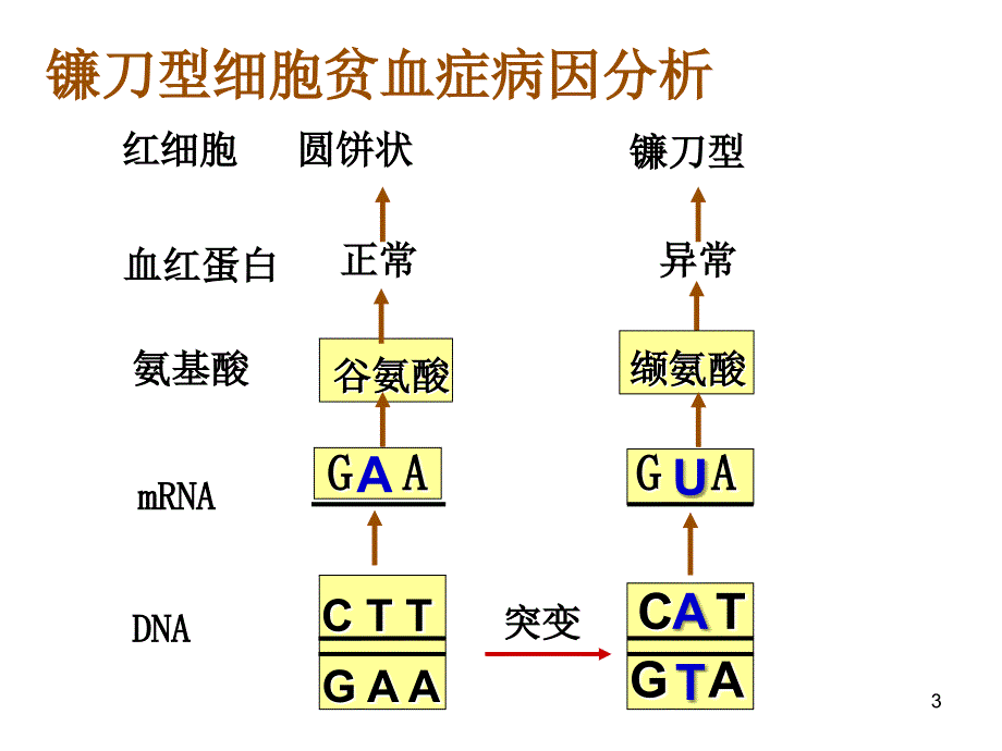 生物5.1基因突变和基因重组_第3页