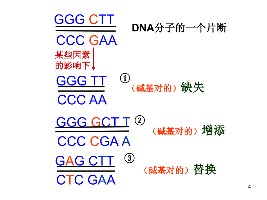 生物5.1基因突变和基因重组_第4页