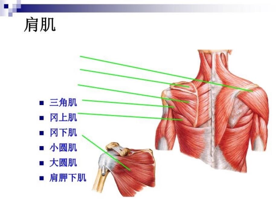 最新四节四肢肌PPT课件_第4页