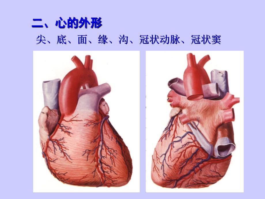 最新：心脏超声解剖文档资料_第4页