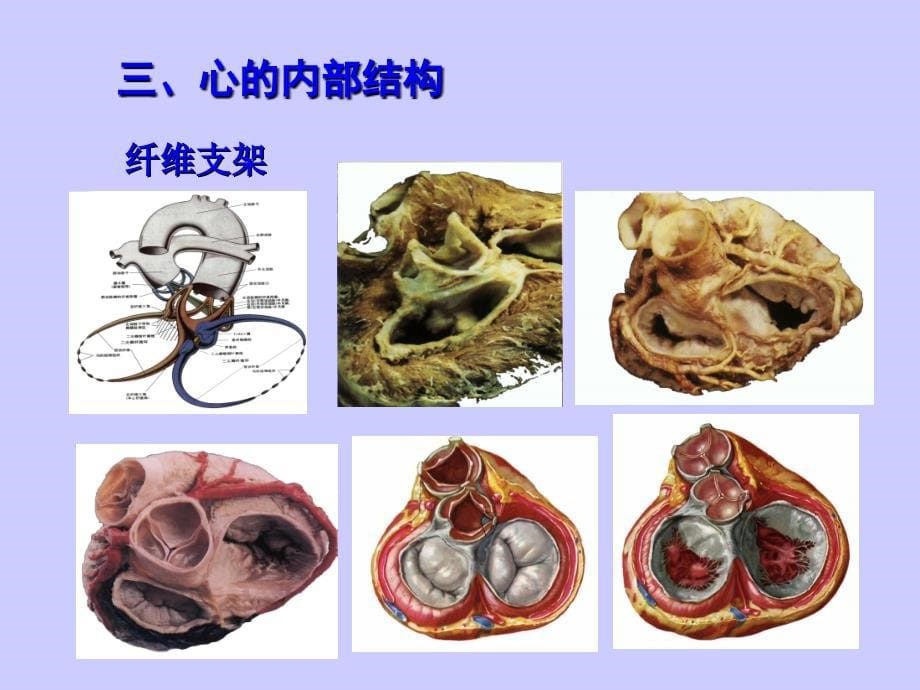 最新：心脏超声解剖文档资料_第5页