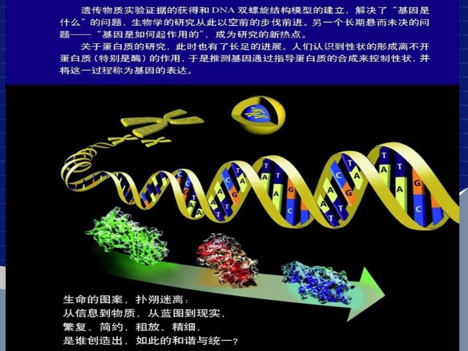 基因控制蛋白质的合成_第1页