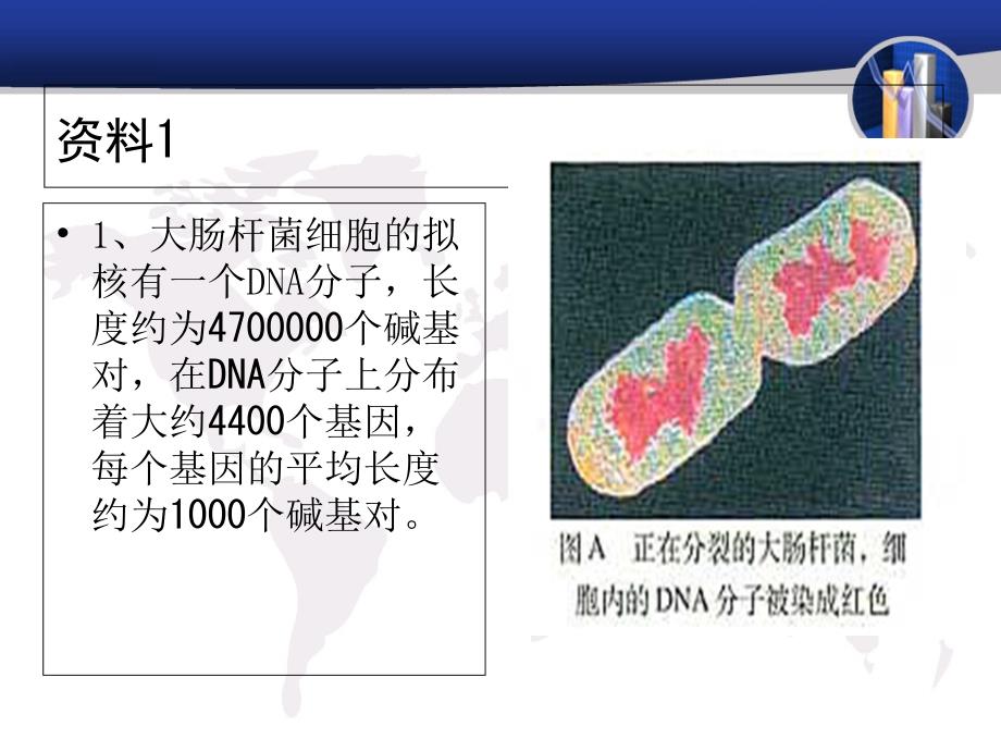 基因控制蛋白质的合成_第3页