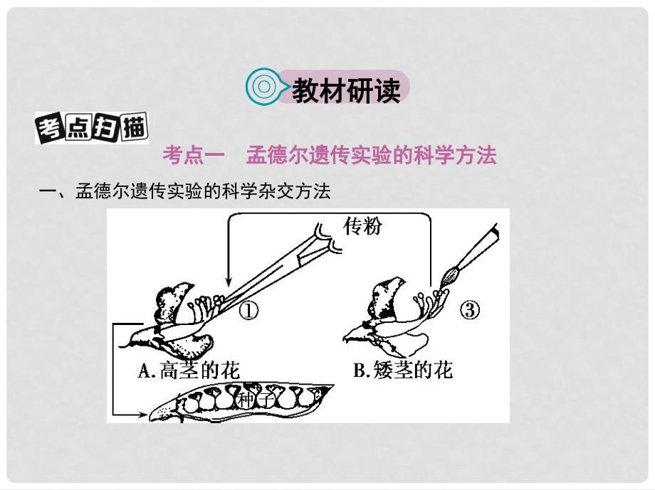 高考生物一轮复习 遗传与进化 第6单元 遗传的基本规律 第16讲 基因的分离定律课件（必修2）_第2页