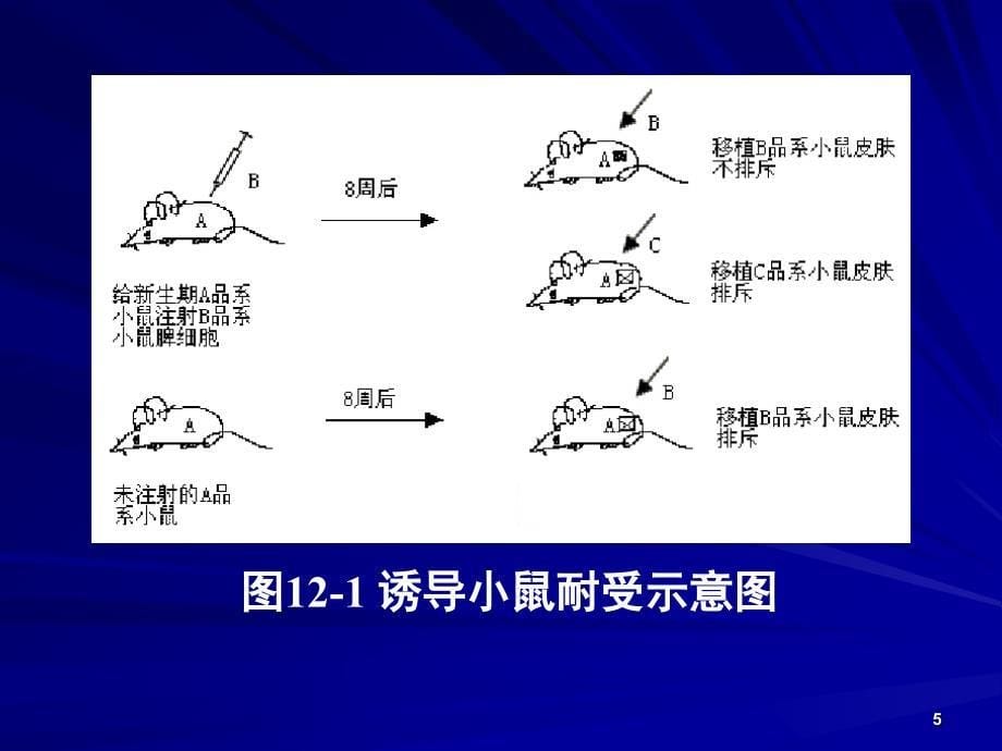 免疫耐受形成的机制ppt课件_第5页