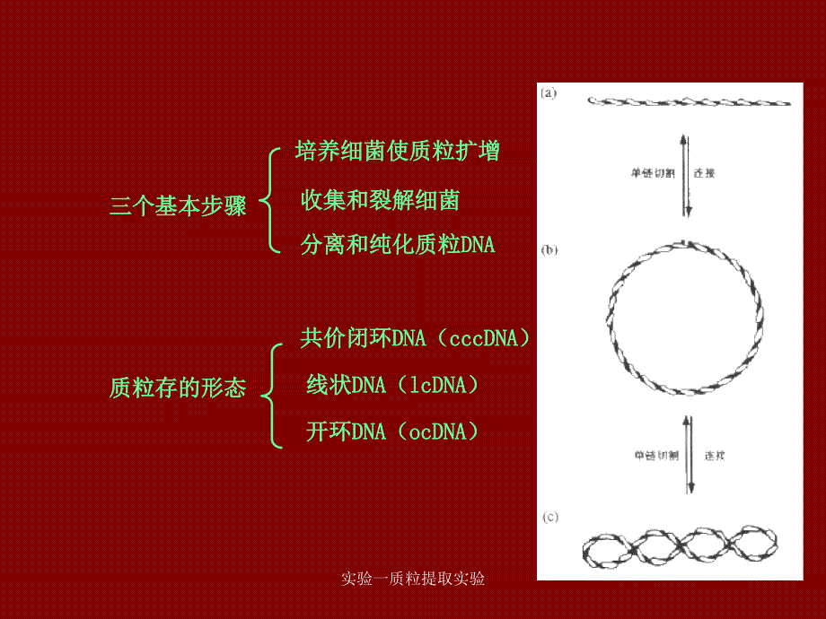 实验一质粒提取实验课件_第3页