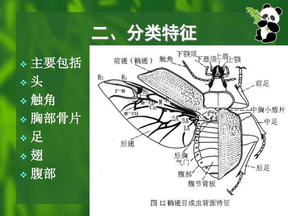 昆虫的分类-鞘翅目#高级教学_第3页