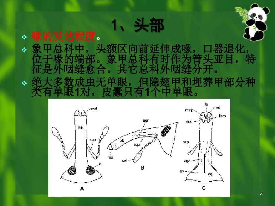 昆虫的分类-鞘翅目#高级教学_第4页