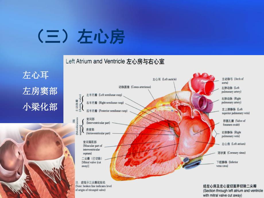 心脏三维解剖分析(左心)_第1页