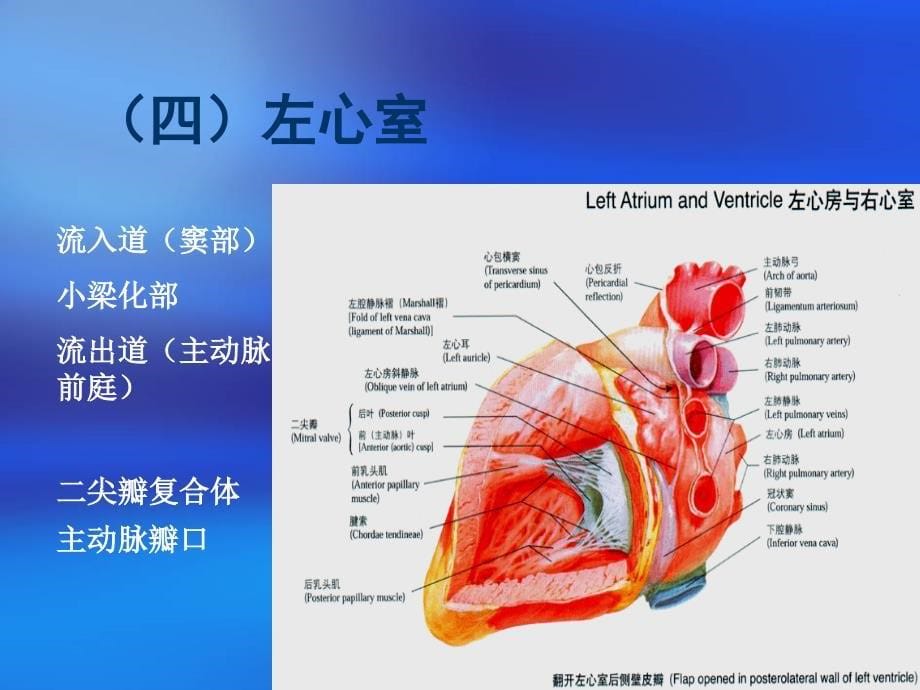 心脏三维解剖分析(左心)_第5页