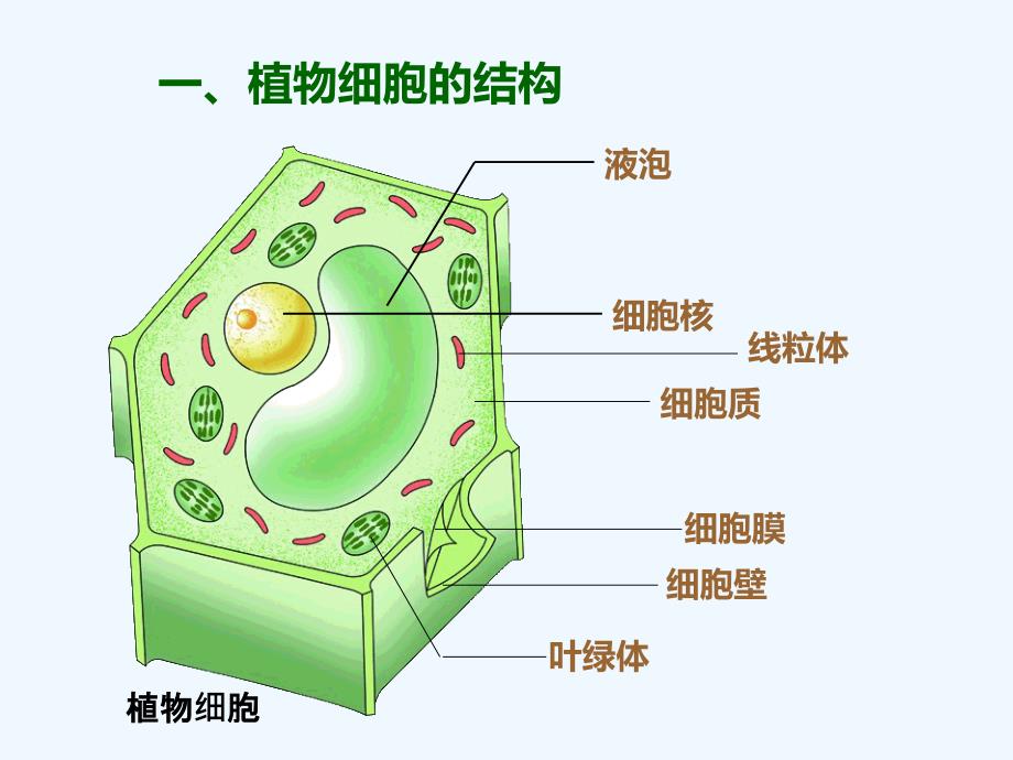 动植物细胞结构及各部分功能_第2页