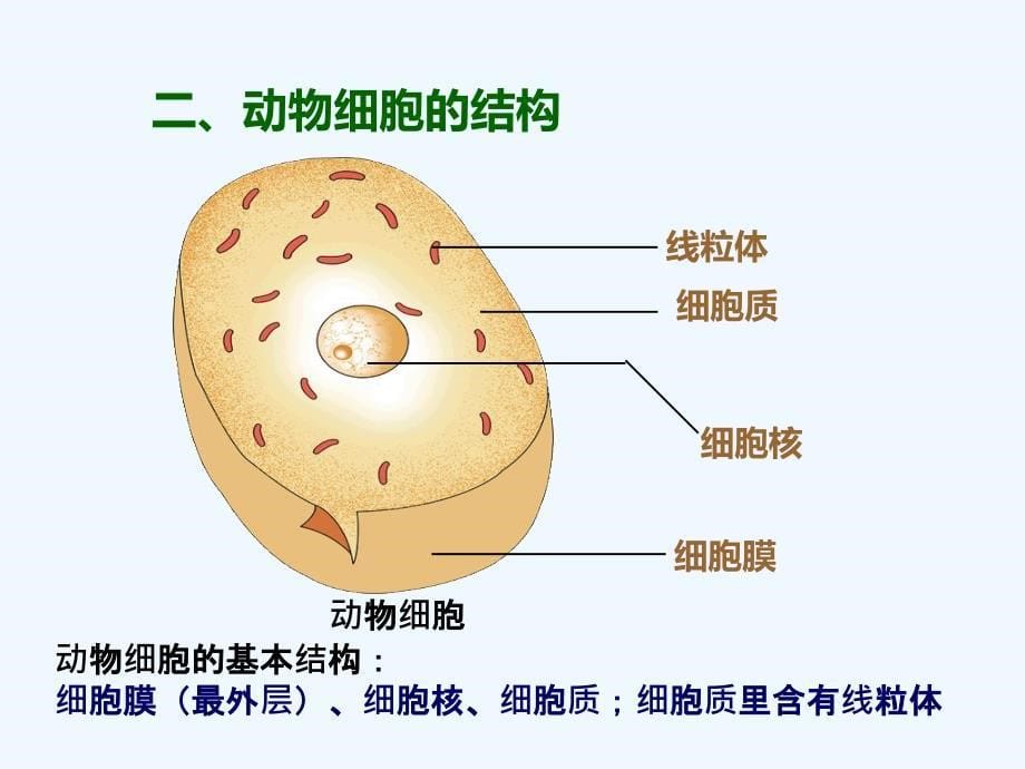 动植物细胞结构及各部分功能_第5页