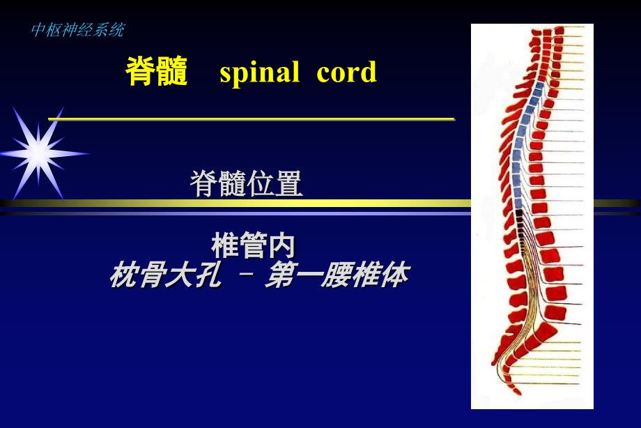 脊柱疾病的影像学诊断_第2页