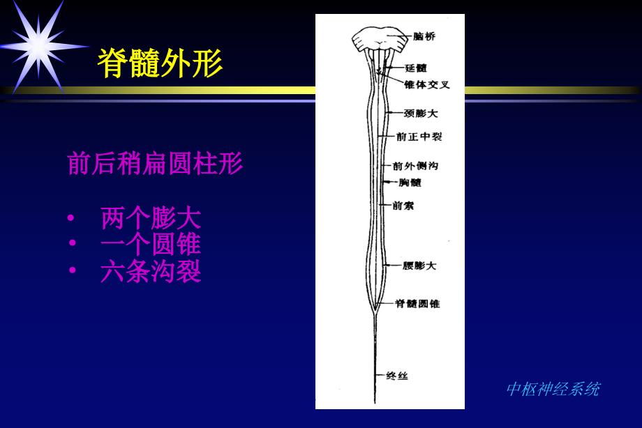 脊柱疾病的影像学诊断_第3页