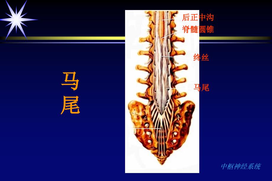 脊柱疾病的影像学诊断_第4页