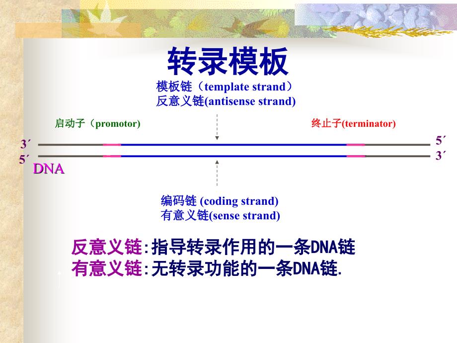 第二章酶的发酵工程_第4页