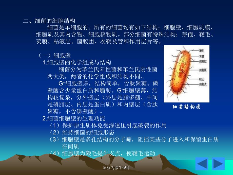 原核为微生课件_第3页