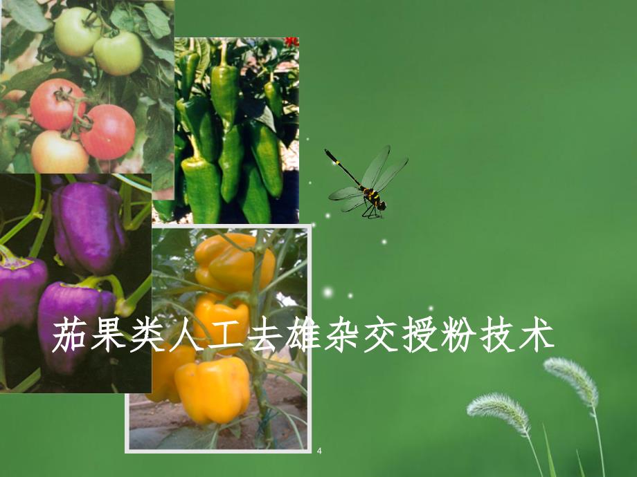 蔬菜人工授粉技术幻灯片_第4页