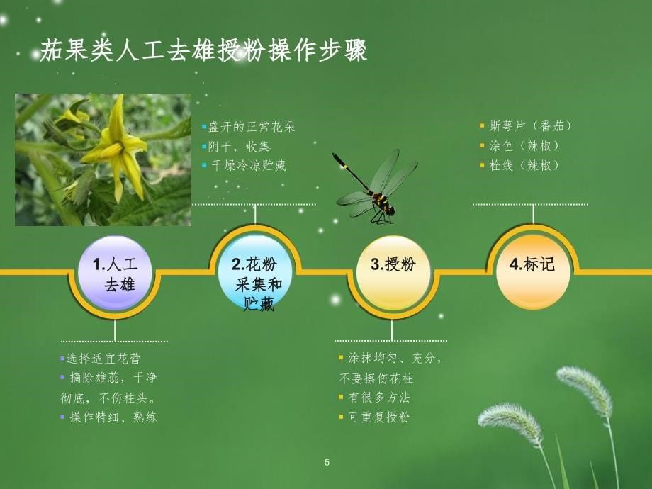 蔬菜人工授粉技术幻灯片_第5页