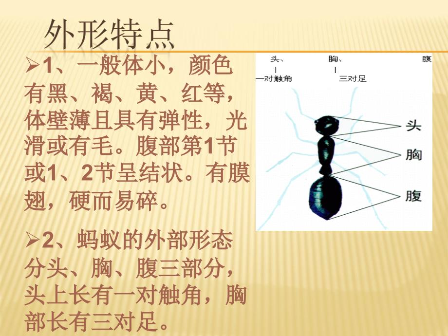 教科版小学科学三年级上册二单元第5课蚂蚁微课_第4页