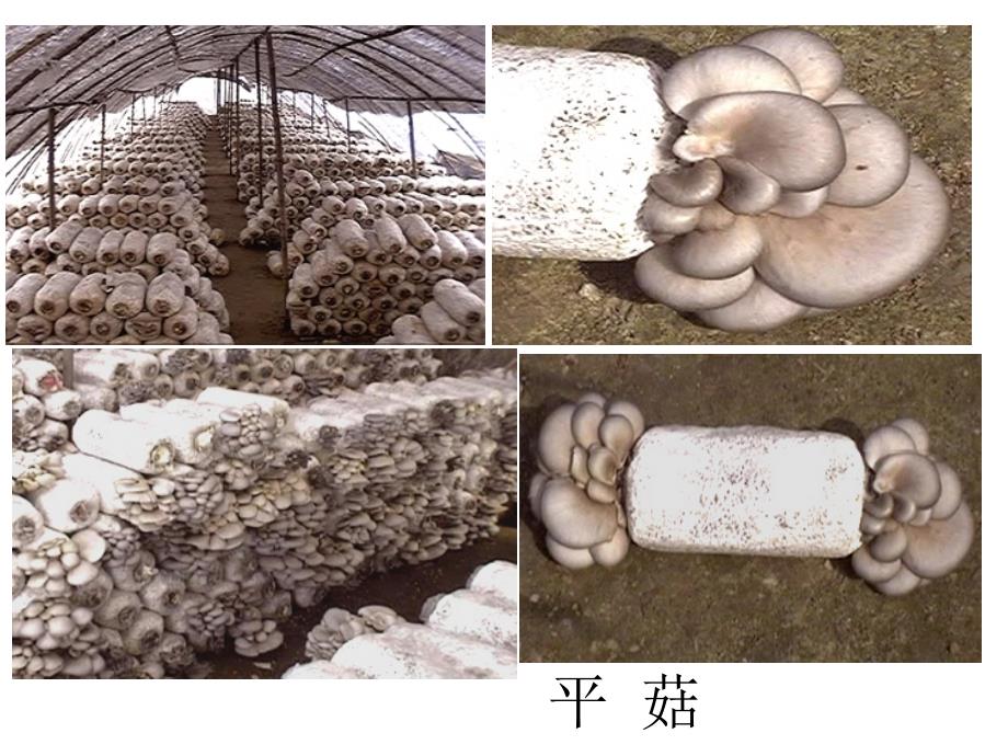 食用菌实验4平菰生料栽培技术ppt课件_第2页