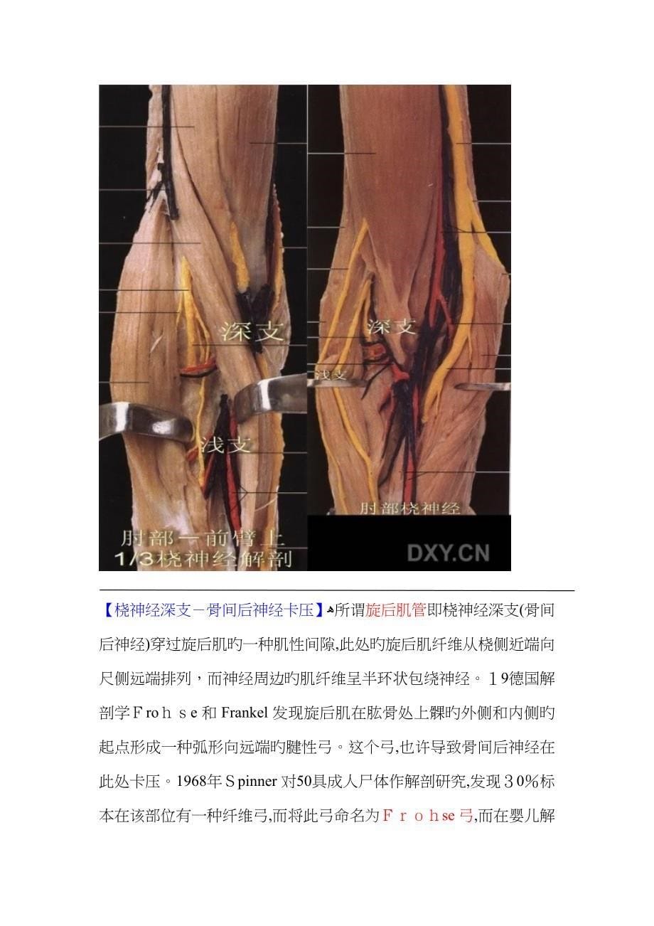 常见的桡神经卡压三个部位解剖及诊断_第5页