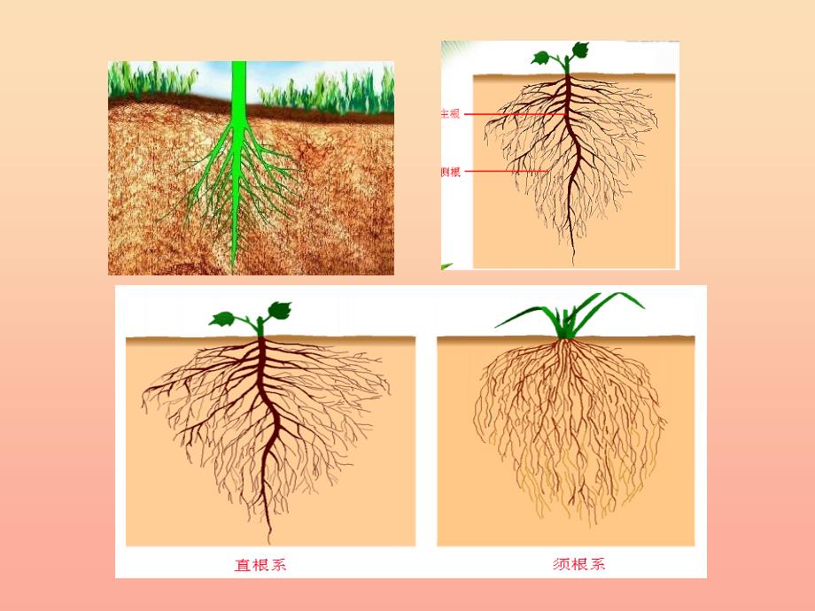 2022六年级科学上册第一章第1课植物的器官和营养课件3新人教版_第3页